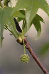 Sweetgum